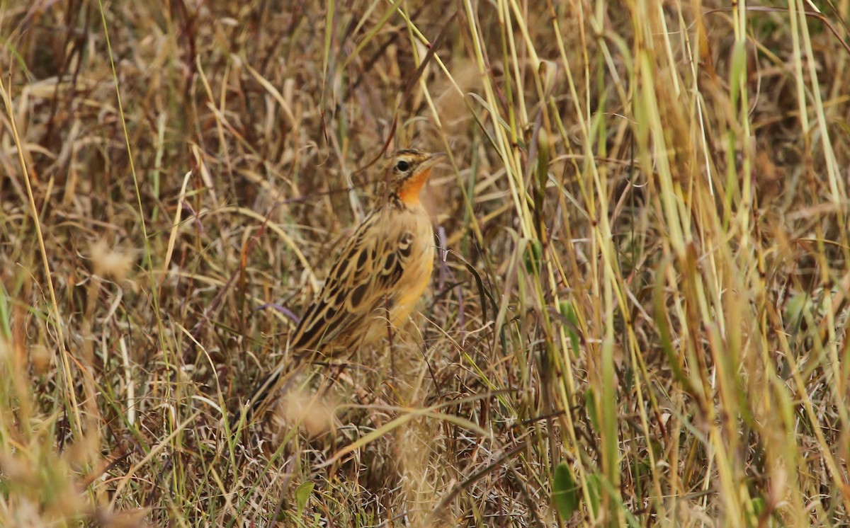 Rosy-throated Longclaw - ML625140464