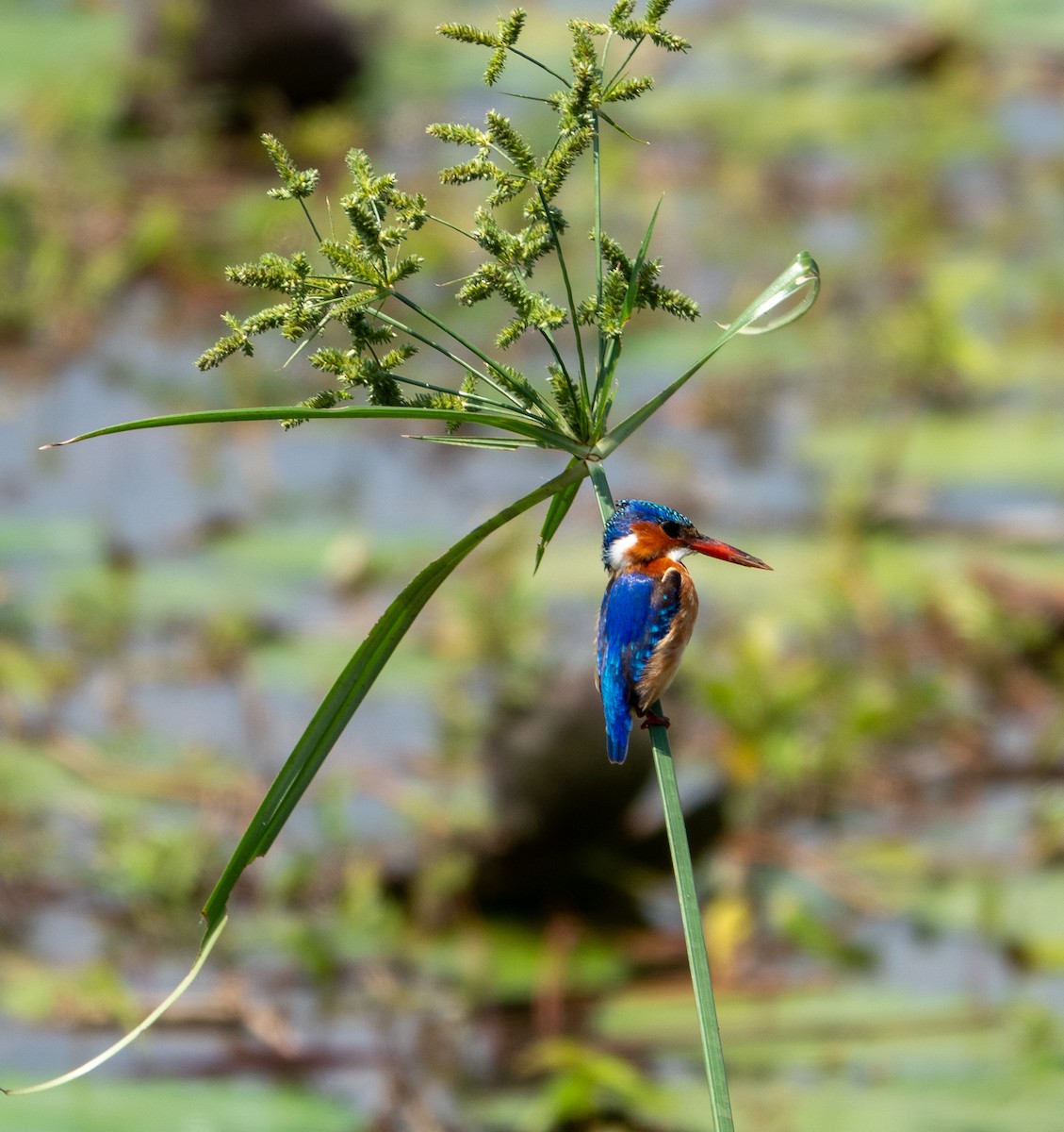 Malachite Kingfisher - ML625140495