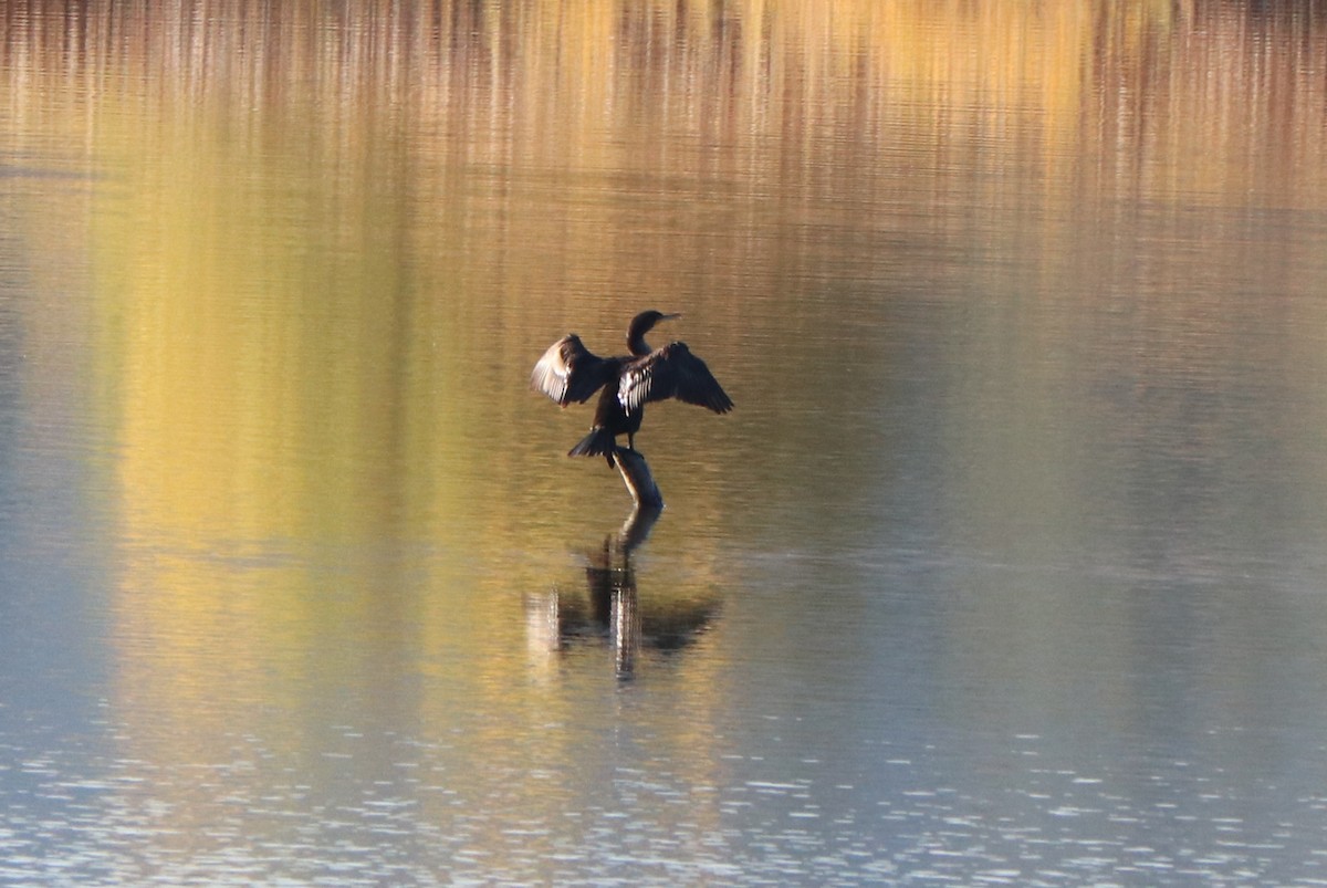 Cormoran à aigrettes - ML625140513