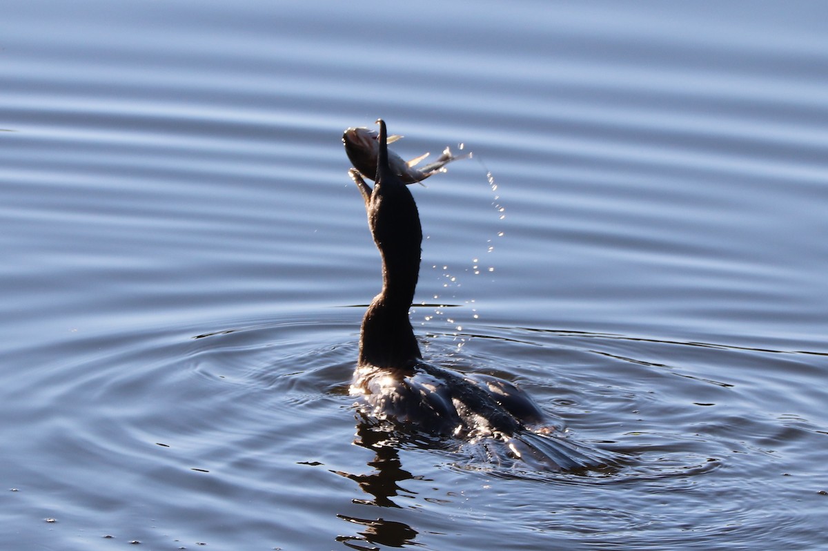 Cormoran à aigrettes - ML625140514