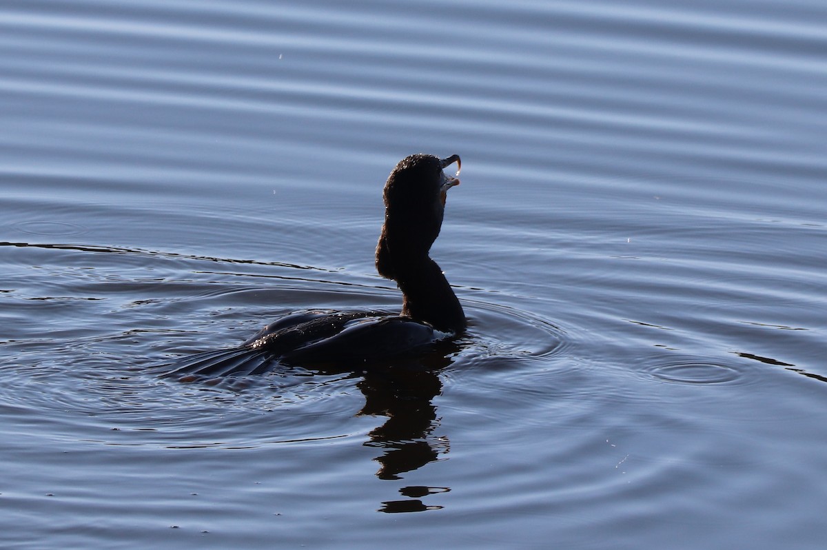 Cormoran à aigrettes - ML625140515