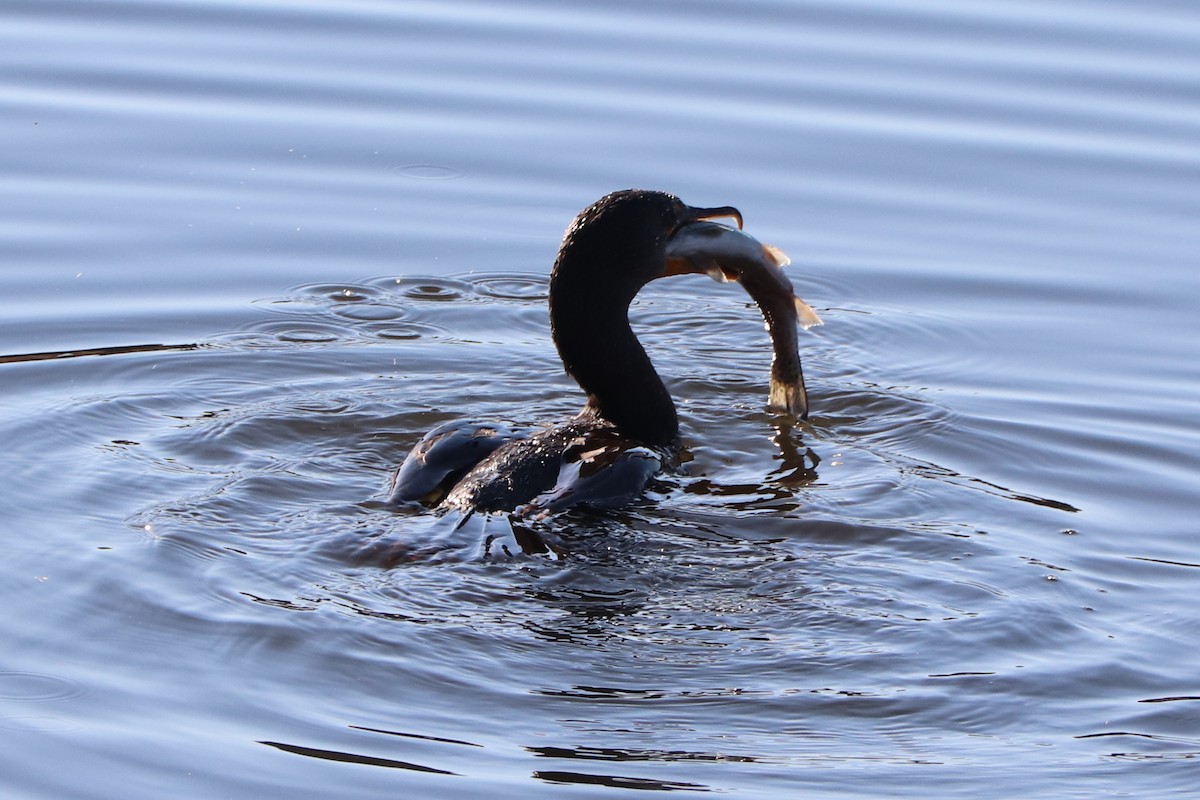 Cormoran à aigrettes - ML625140516