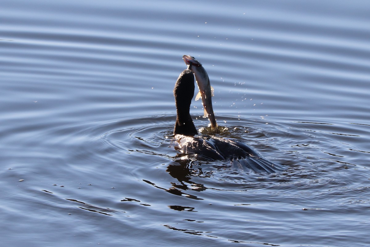 Cormoran à aigrettes - ML625140518