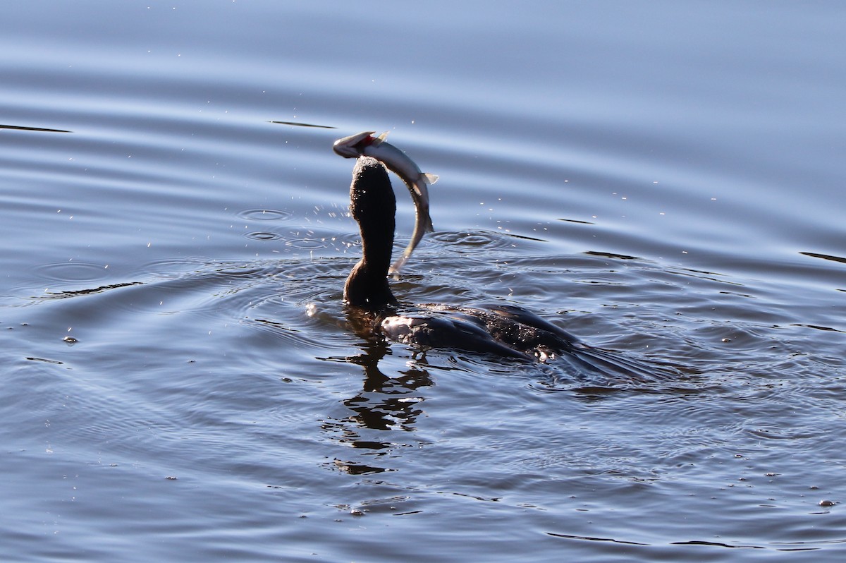 Cormoran à aigrettes - ML625140519