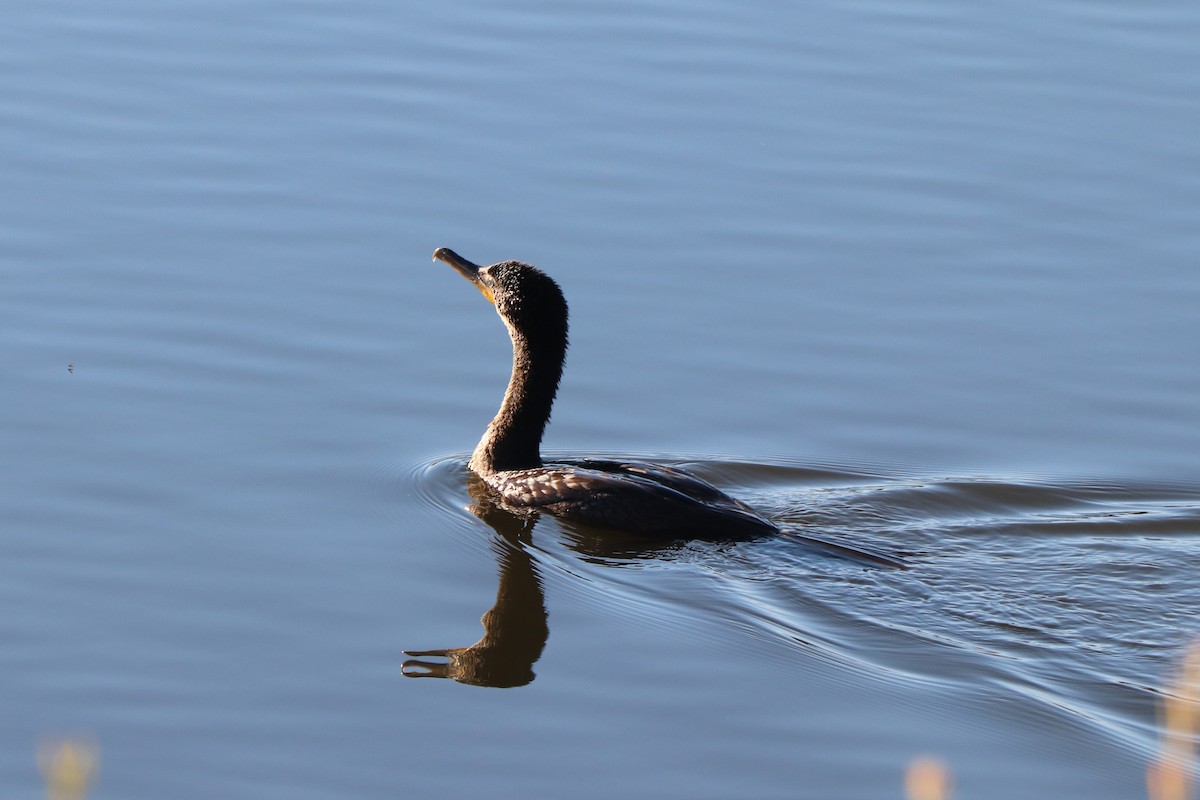 Cormoran à aigrettes - ML625140520