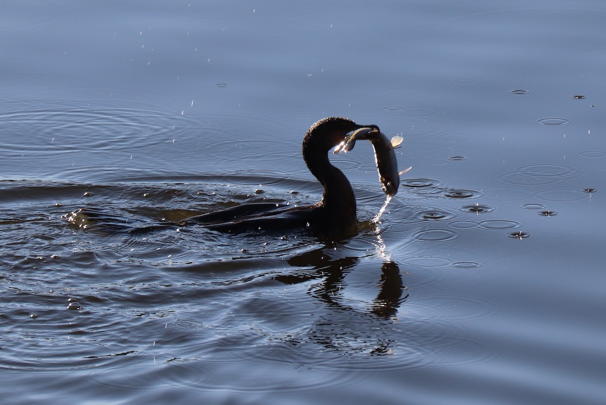 Cormoran à aigrettes - ML625140521
