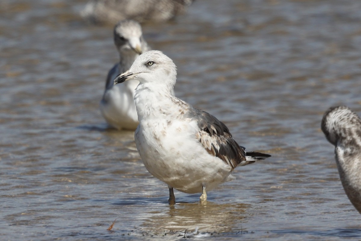 Lesser Black-backed Gull (graellsii) - ML625140533