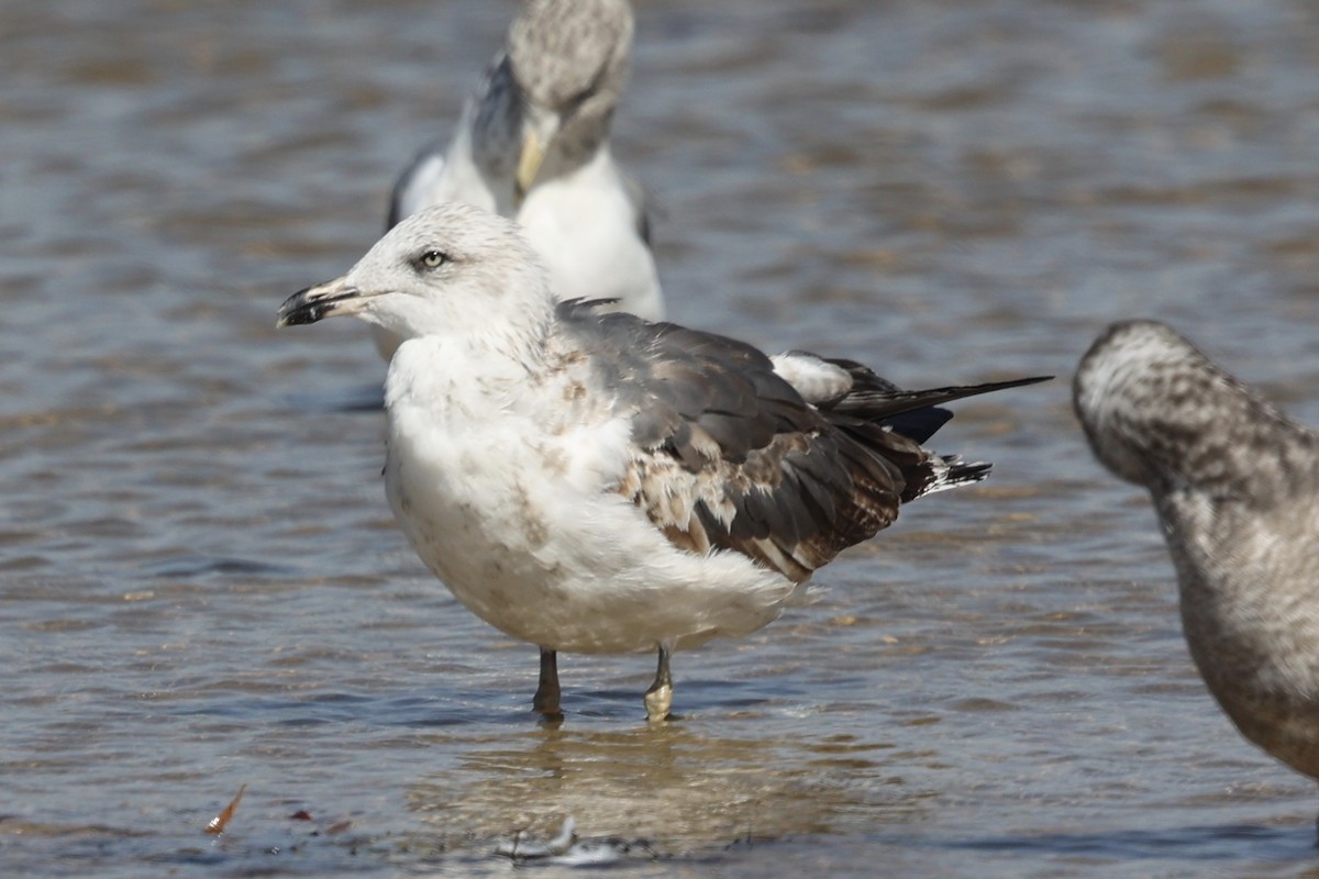 Lesser Black-backed Gull (graellsii) - ML625140534