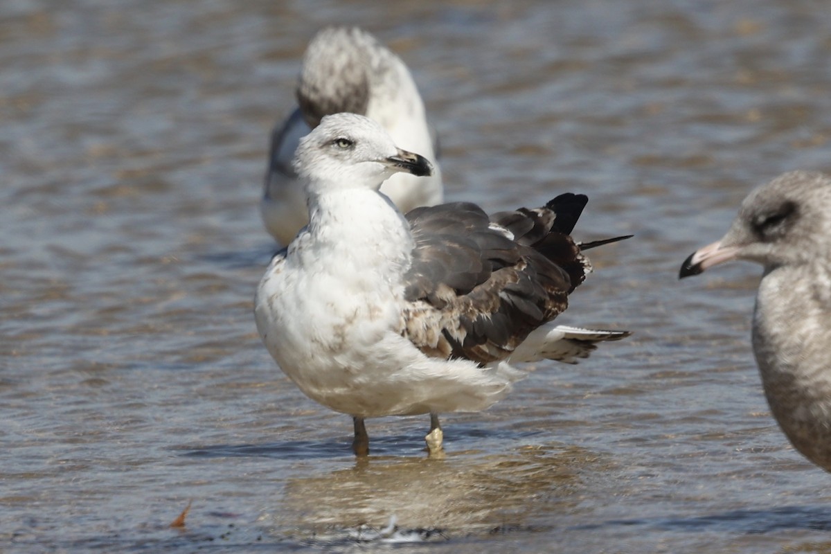 Lesser Black-backed Gull (graellsii) - ML625140535