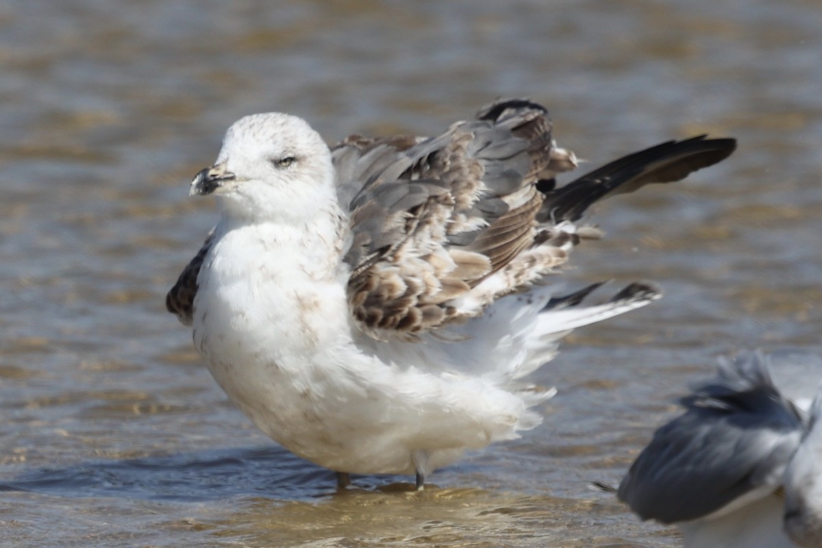 Lesser Black-backed Gull (graellsii) - ML625140536