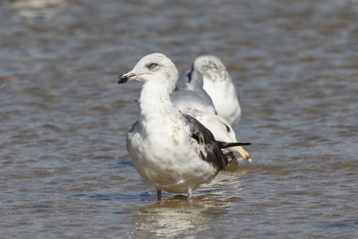 Lesser Black-backed Gull (graellsii) - ML625140537