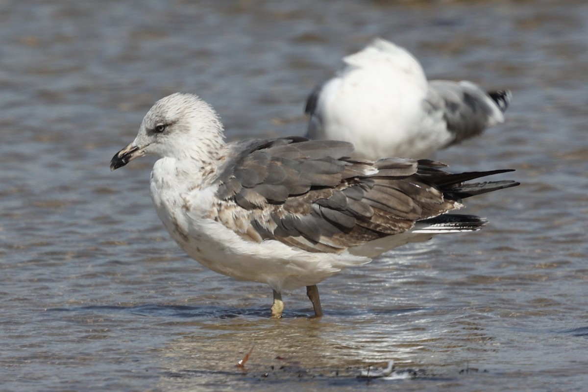 Lesser Black-backed Gull (graellsii) - ML625140538