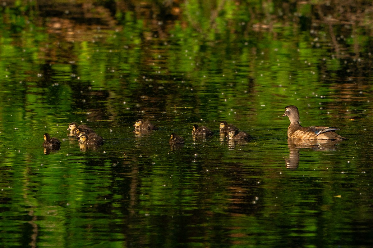 eBird Checklist 6 Jun 2024 Sleepy Hollow City Park 26 species