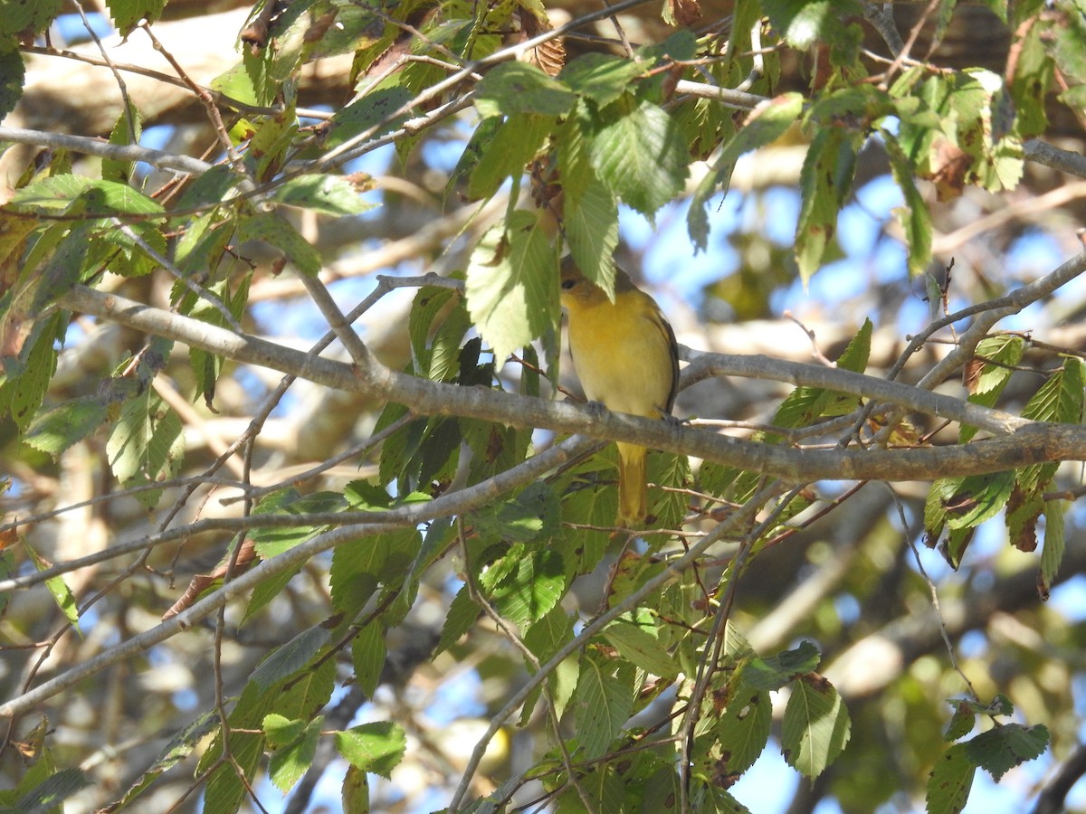 Baltimore Oriole - ML625140696