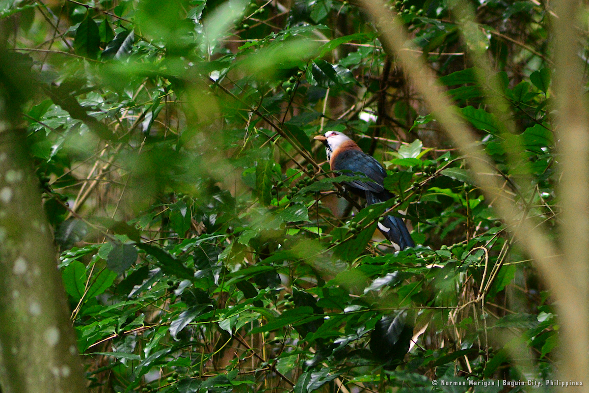 Scale-feathered Malkoha - ML625140900