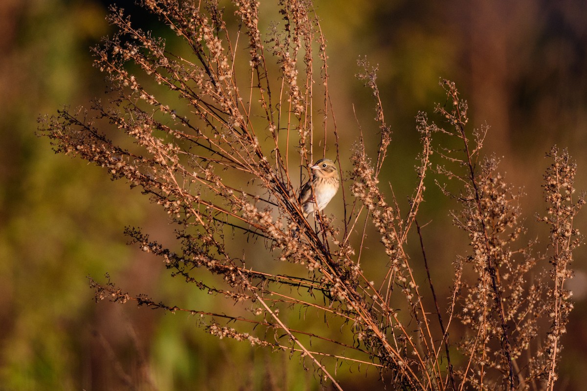 Henslow's Sparrow - ML625141049