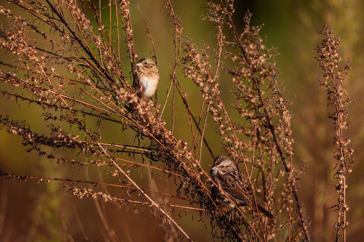 Henslow's Sparrow - ML625141050