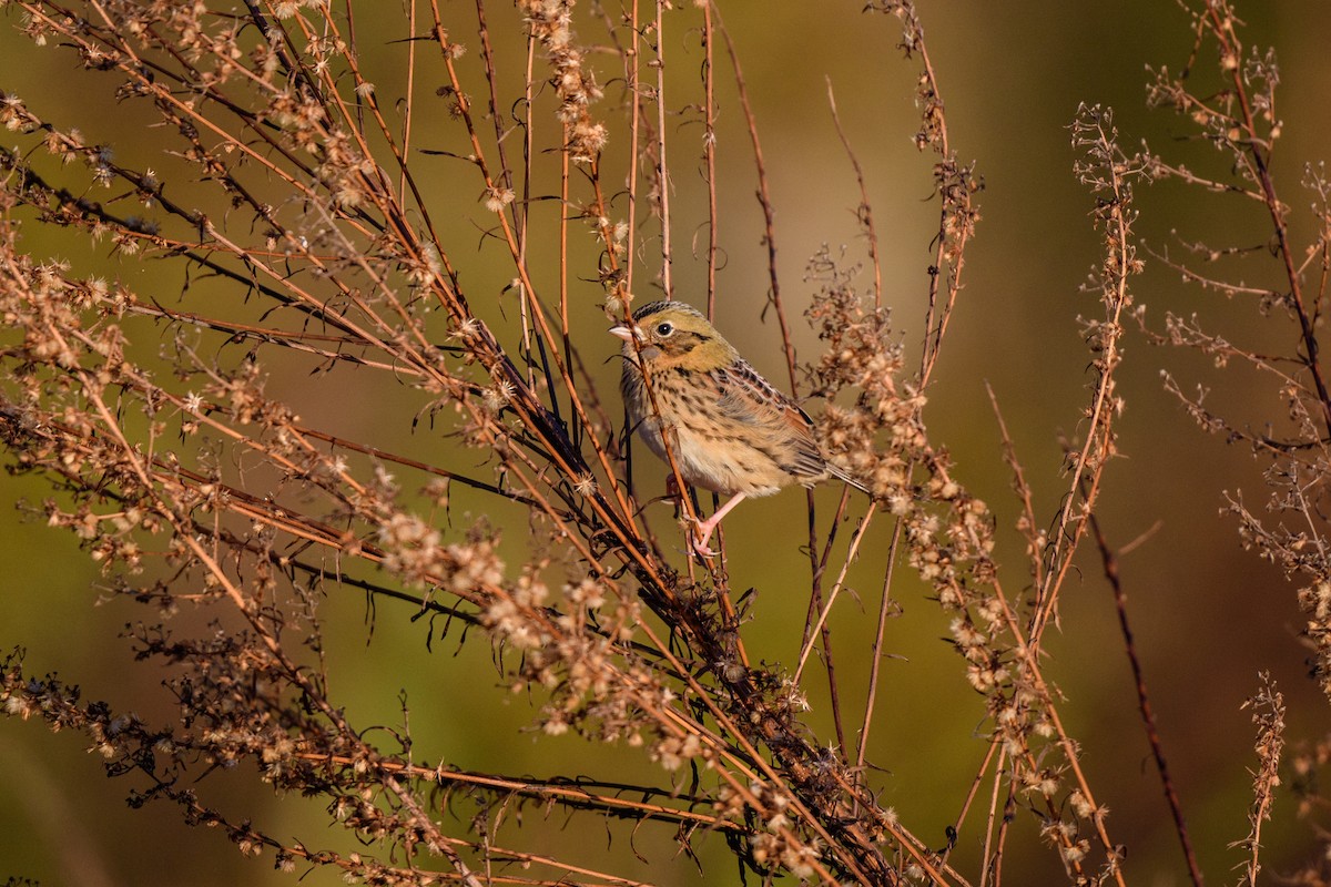 Henslow's Sparrow - ML625141051