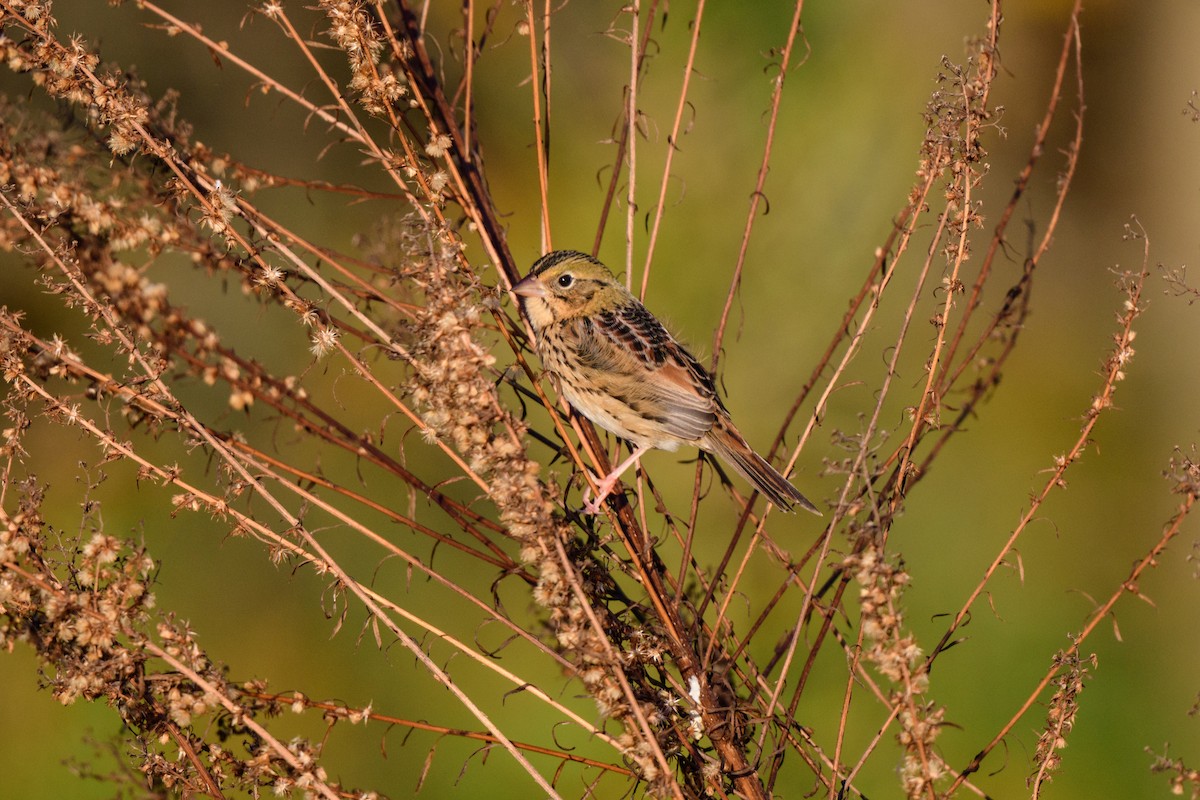 Henslow's Sparrow - ML625141052