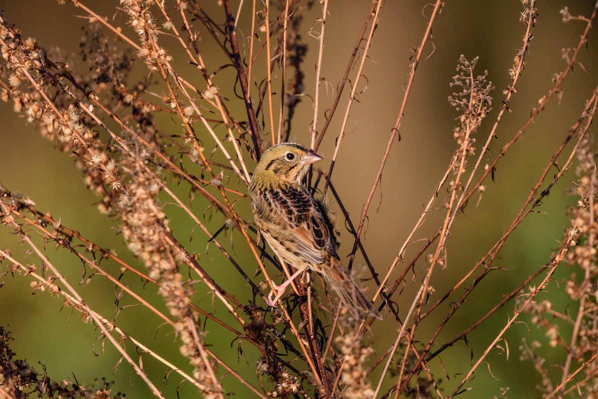 Henslow's Sparrow - ML625141053