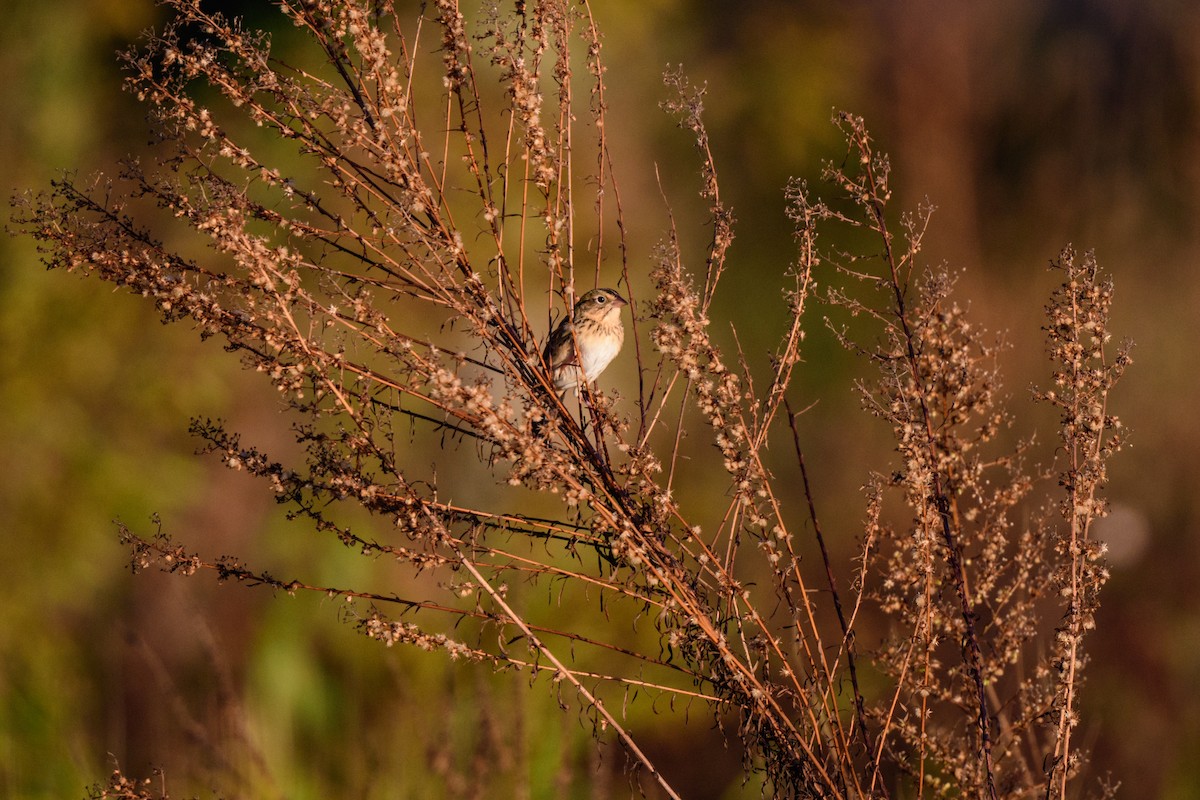 Henslow's Sparrow - ML625141054