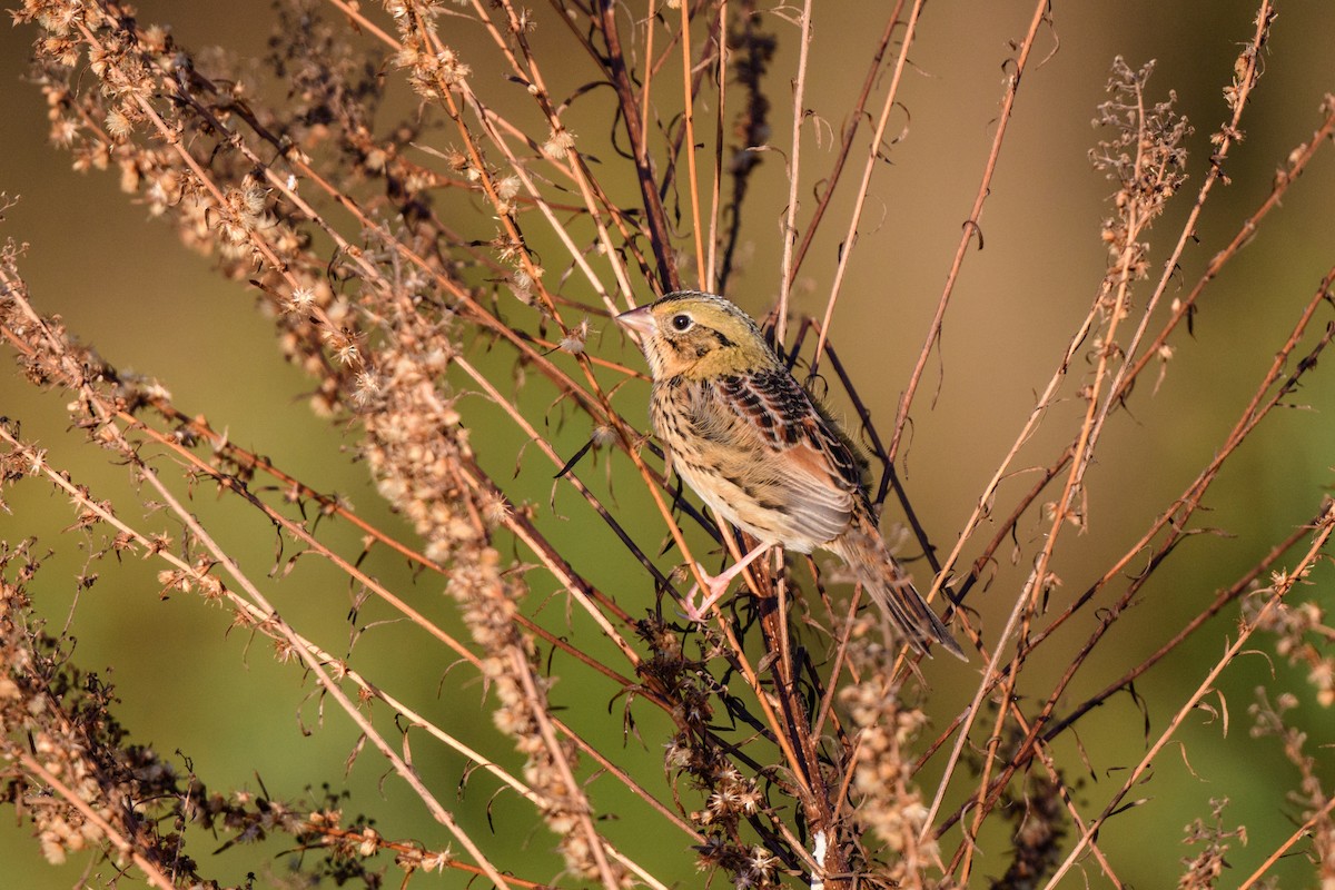 Henslow's Sparrow - ML625141055