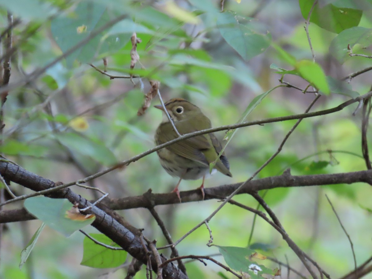 Ovenbird - ML625141261