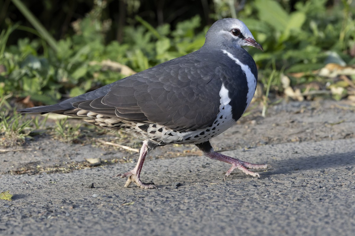 Wonga Pigeon - ML625141289