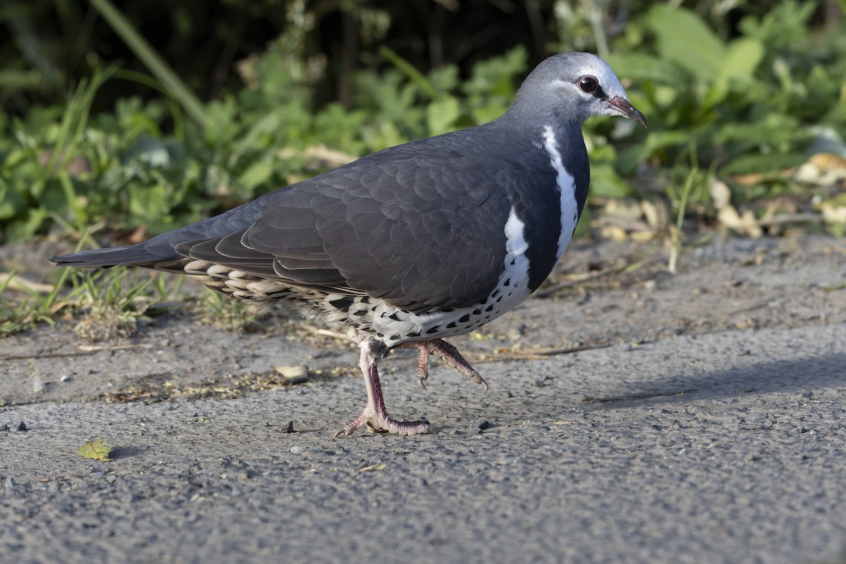 Wonga Pigeon - ML625141290