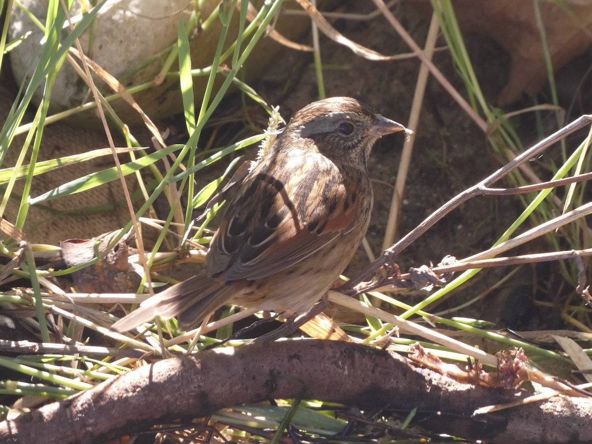 Swamp Sparrow - ML625141299