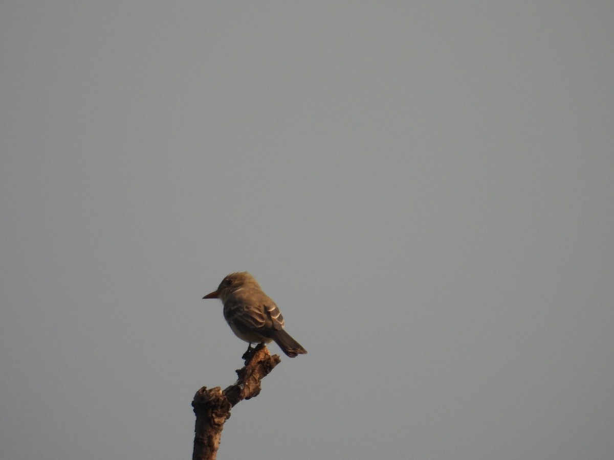 Greater Pewee - ML625141514