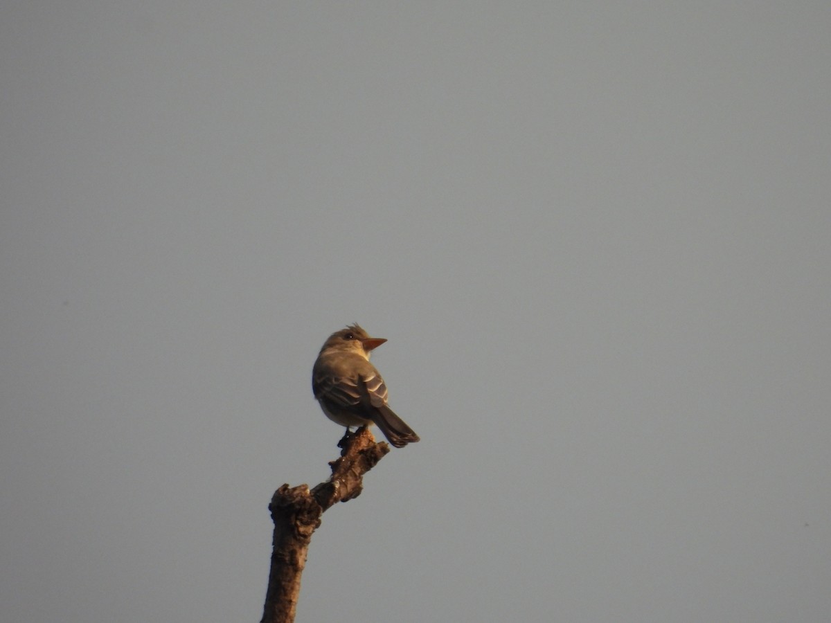 Greater Pewee - ML625141515