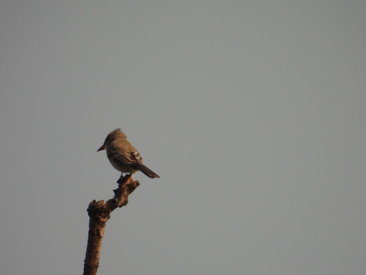 Greater Pewee - Juan Ramírez