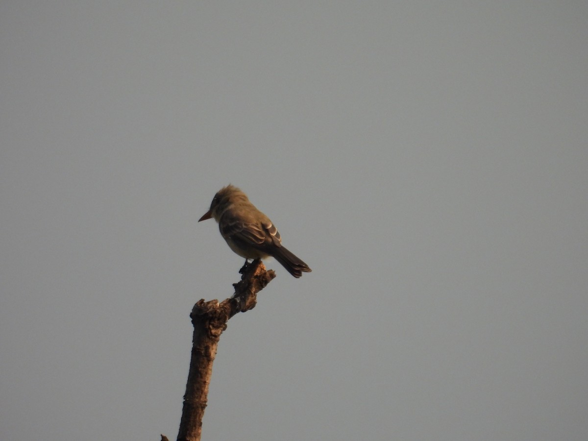 Greater Pewee - ML625141517