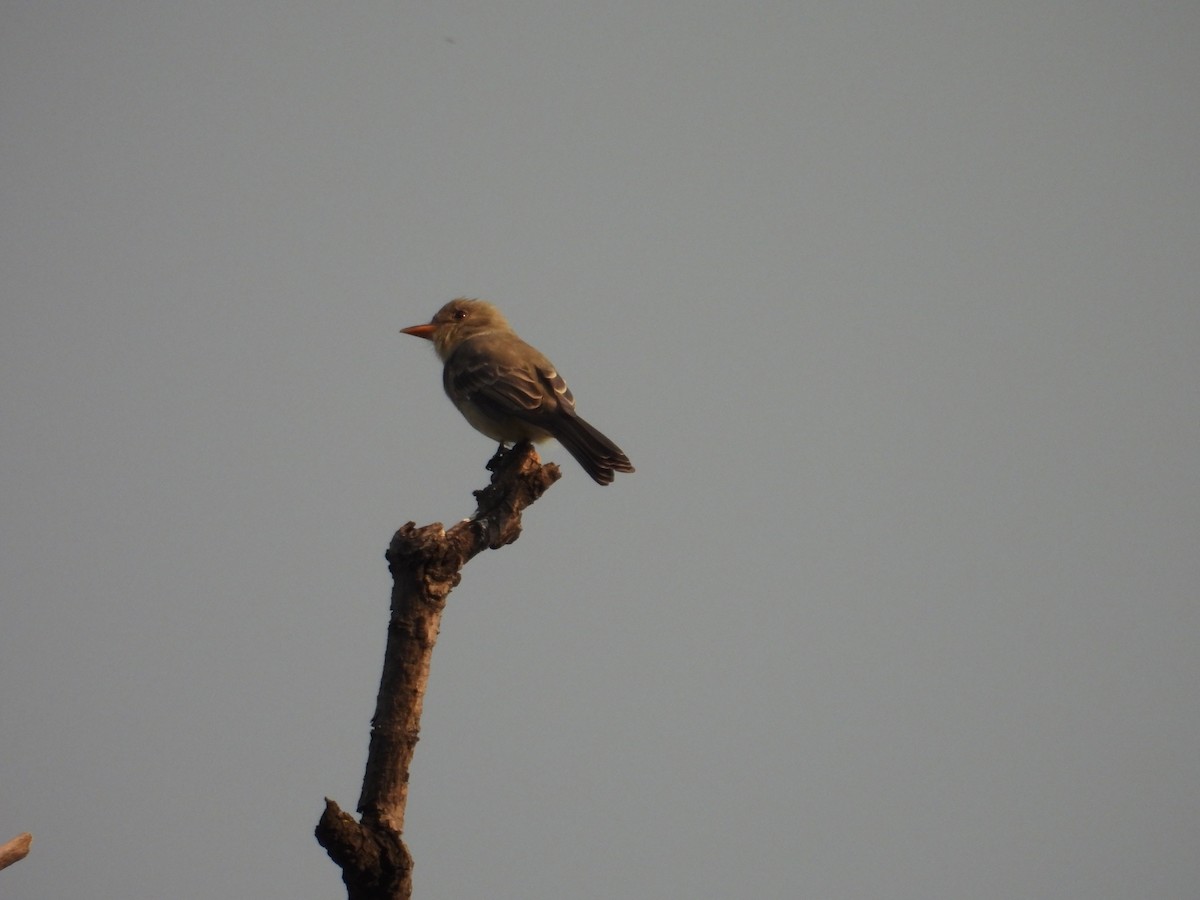 Greater Pewee - ML625141518