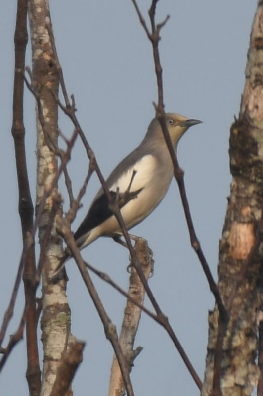 灰背椋鳥 - ML625141520