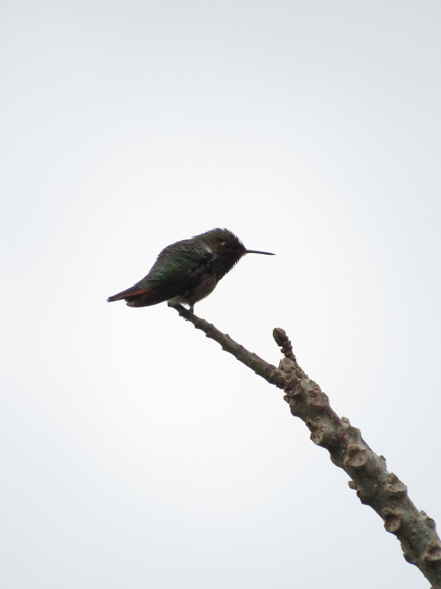 Volcano Hummingbird - ML625141552