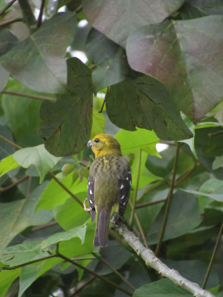 Flame-colored Tanager - ML625141558