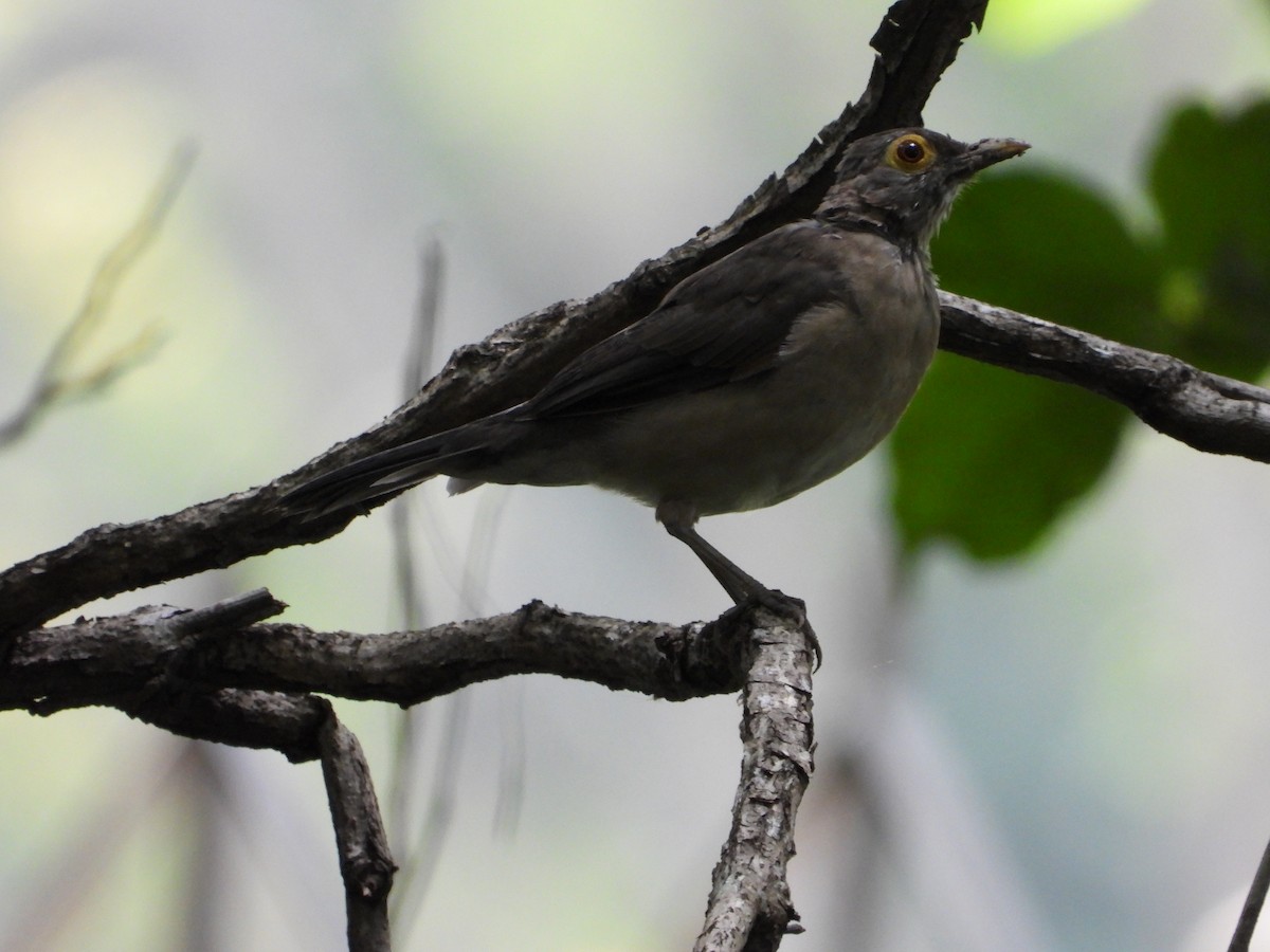 Spectacled Thrush - ML625141719