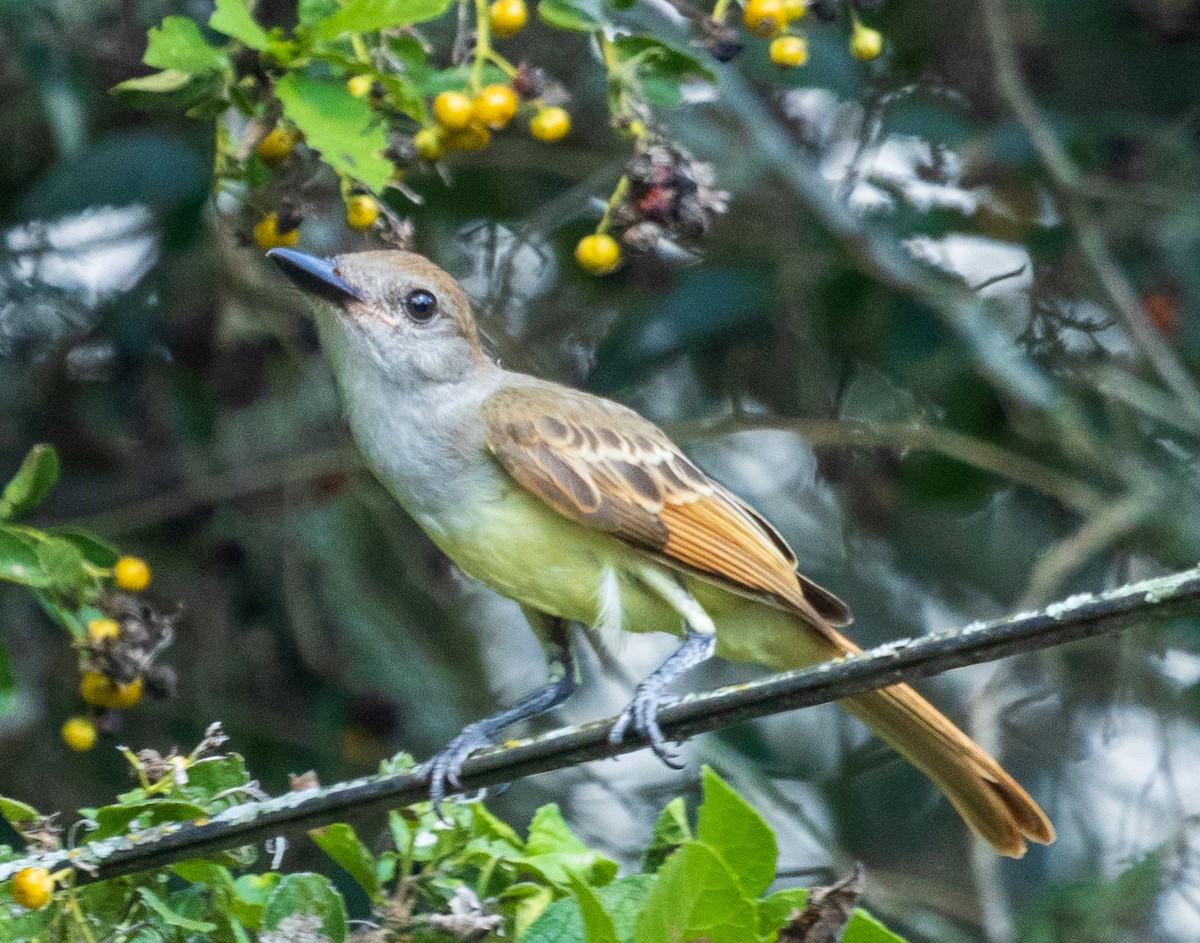 Brown-crested Flycatcher - ML625142291