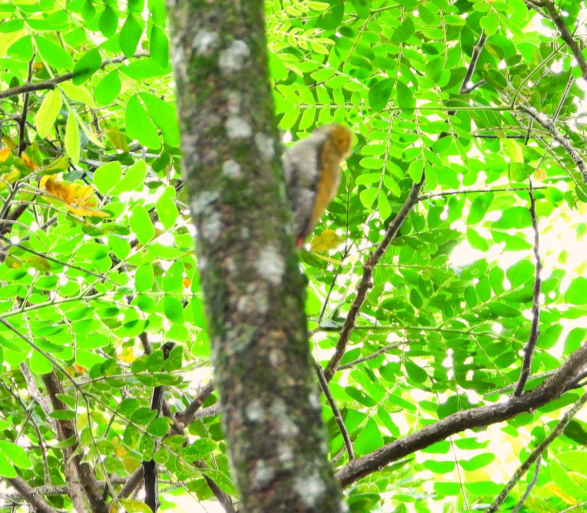 Red-rumped Woodpecker - ML625142298