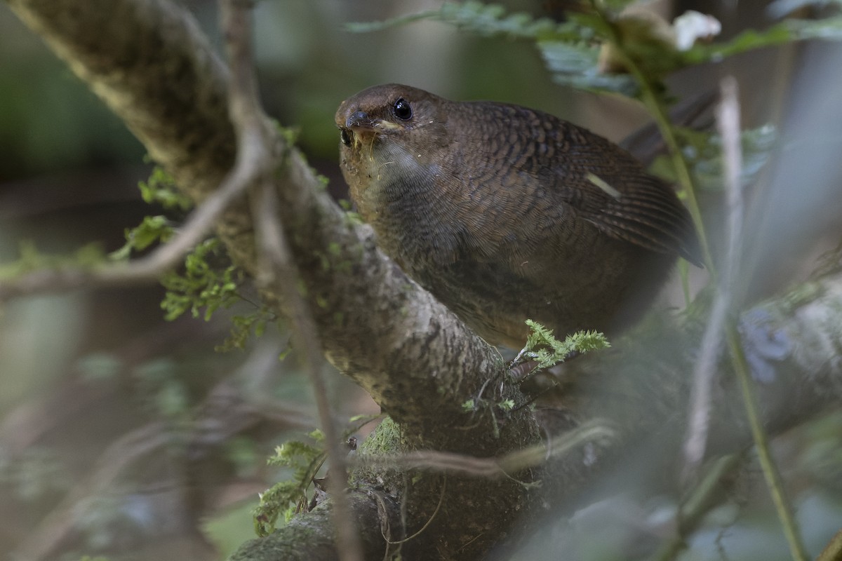 Rufous Scrub-bird - ML625142300
