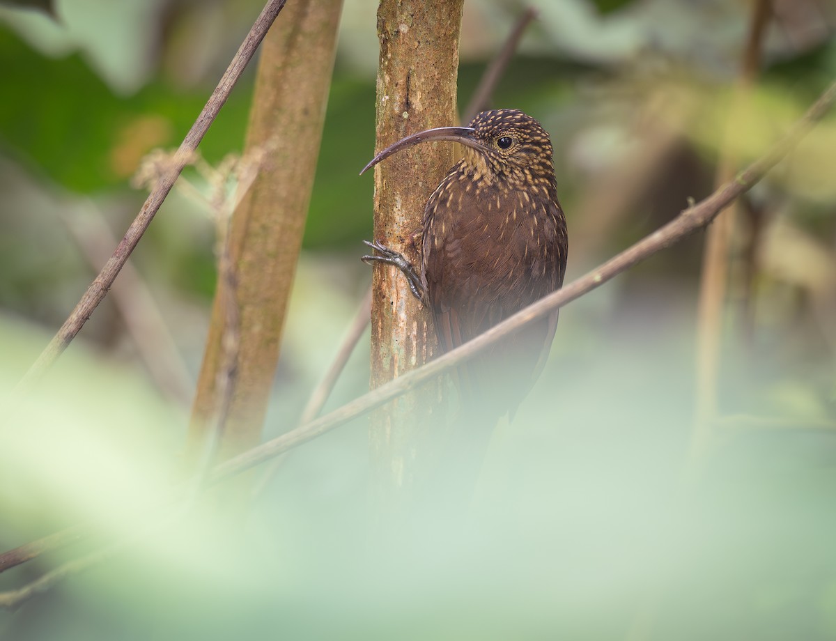 Brown-billed Scythebill - ML625142333