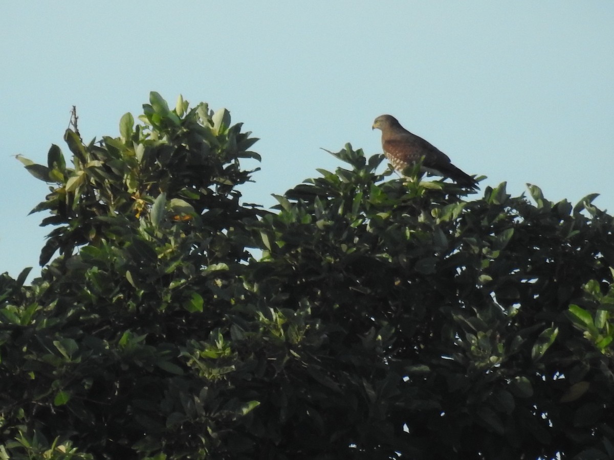 Gray-faced Buzzard - ML625142364