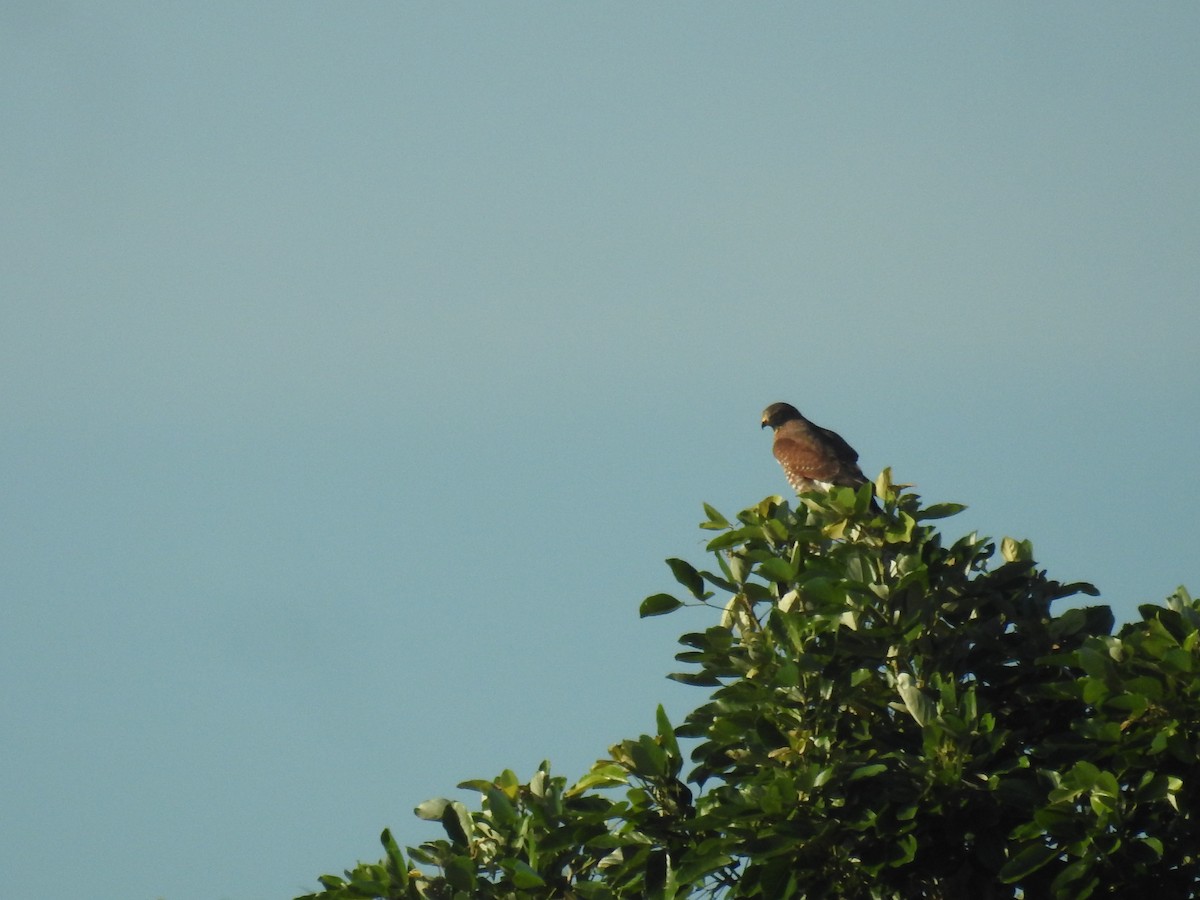 Gray-faced Buzzard - ML625142365