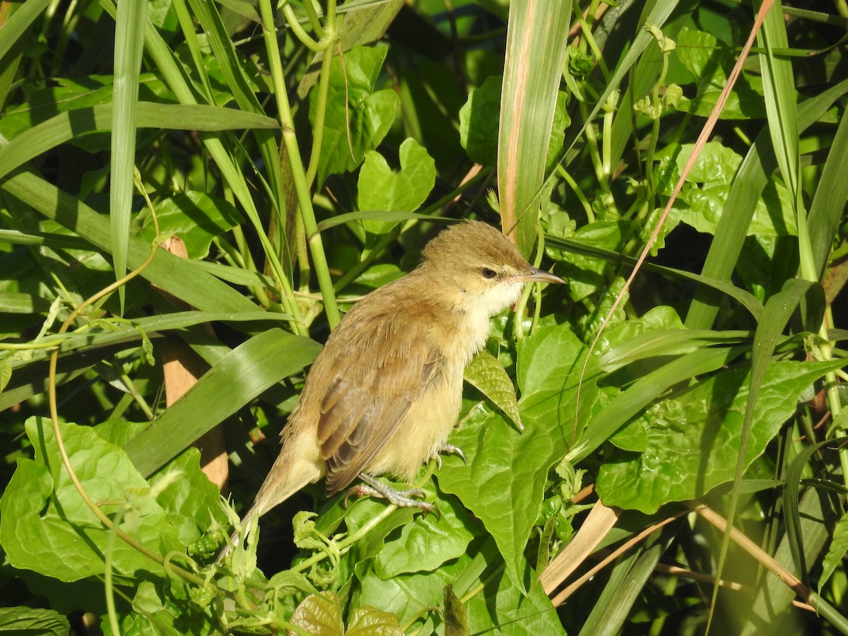 Clamorous Reed Warbler - ML625142369