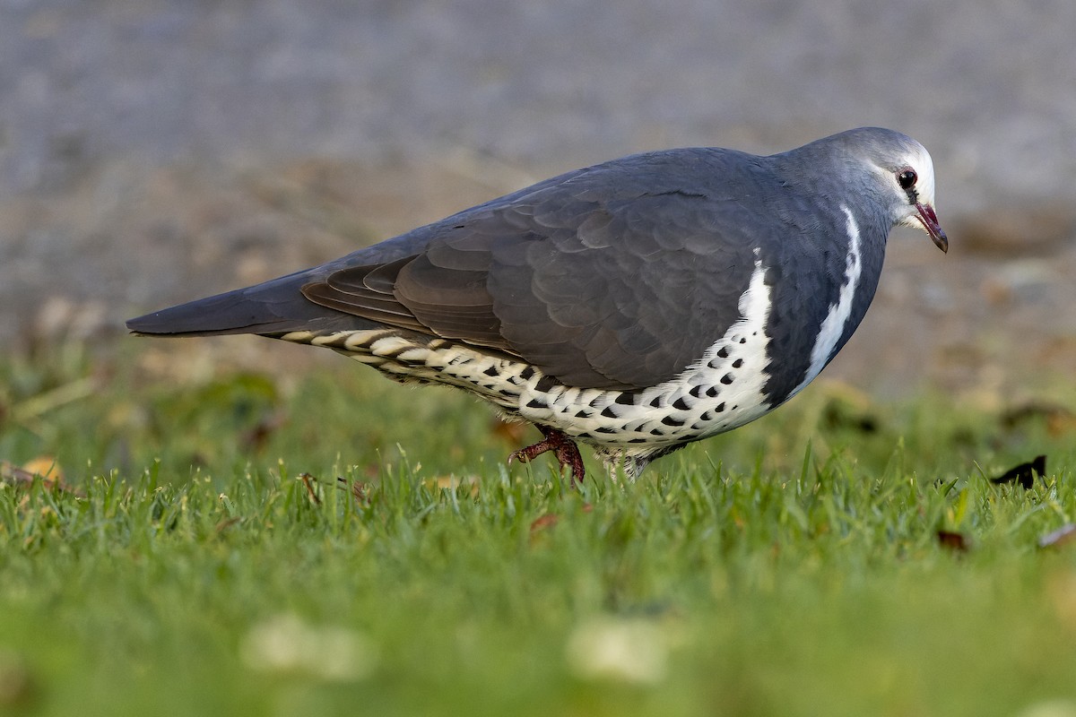 Wonga Pigeon - Joachim Bertrands | Ornis Birding Expeditions