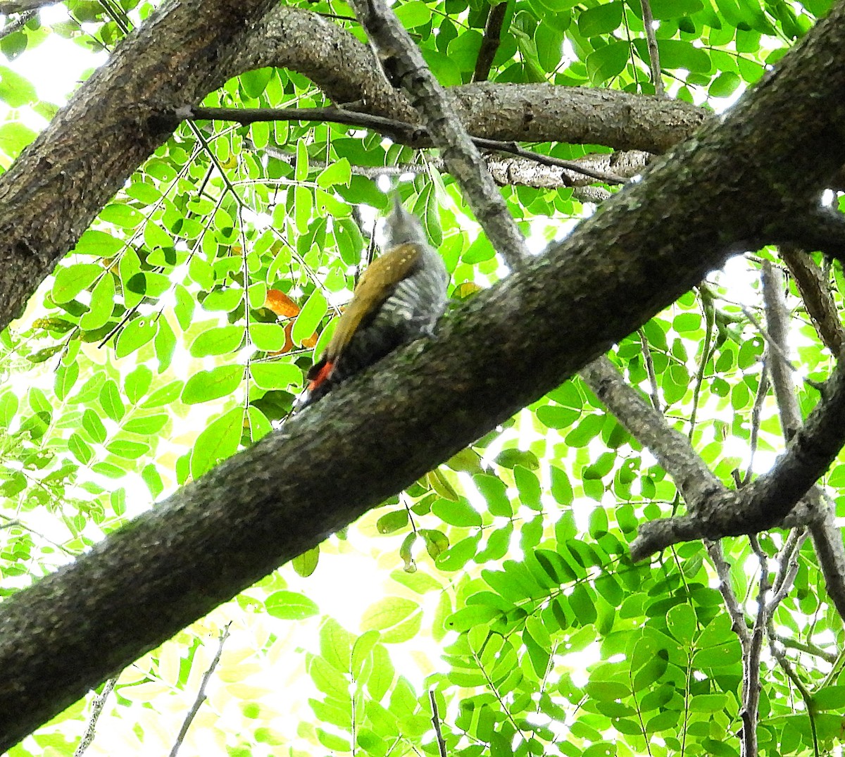 Red-rumped Woodpecker - ML625142377