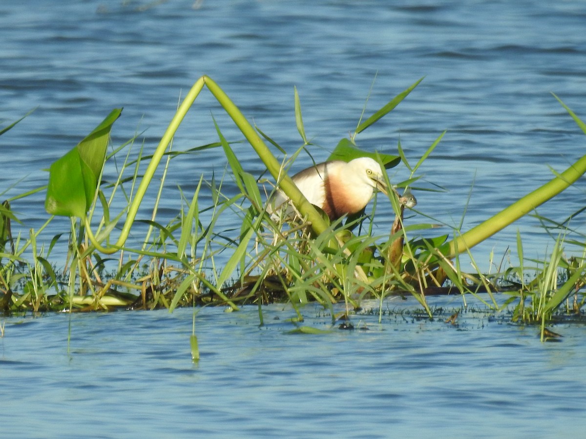Javan Pond-Heron - ML625142378