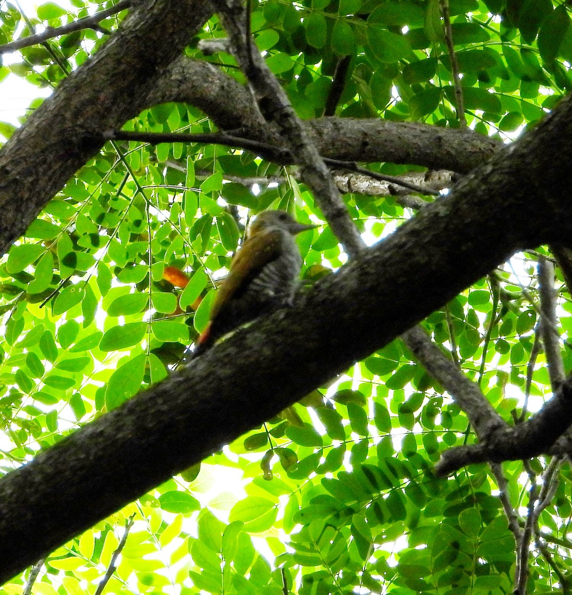 Red-rumped Woodpecker - ML625142438